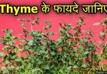 Thyme क्या है? पढ़िए इसके फायदे और नुकसान thyme in hindi