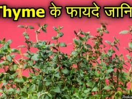 thyme in hindi