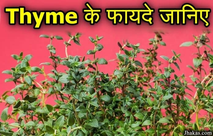 thyme in hindi