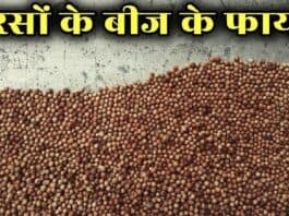 mustard seeds in hindi