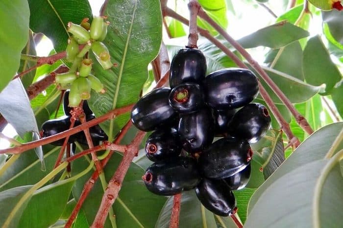 black plum benefits in hindi