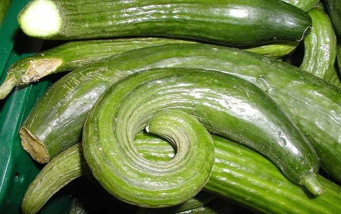 snake gourd benefits in hindi