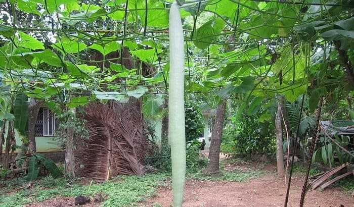 snake gourd plant in hindi