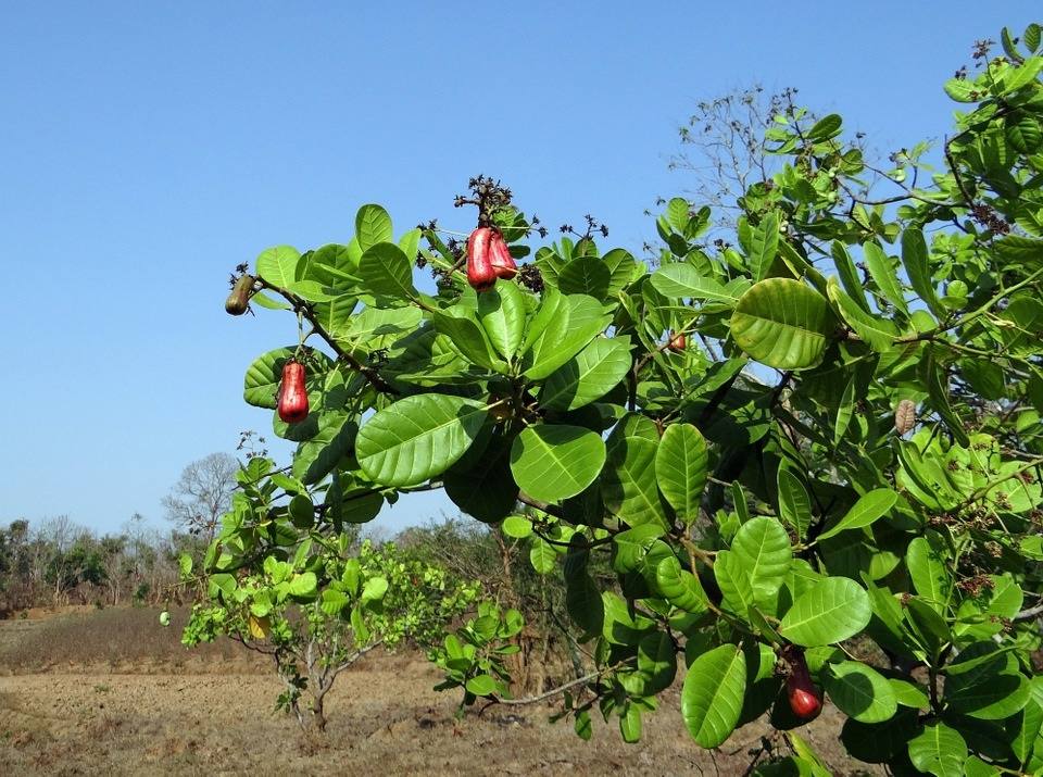 cashew tree in hindi