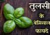 तुलसी के ये अनोखे फायदे जानकर अचंभित रह जाएंगे आप basil in hindi