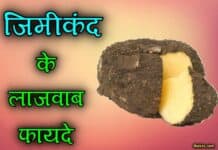 जिमीकंद (Suran) क्या होता है? जानिए इसके फायदे और नुकसान Elephant foot yam in hindi