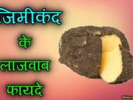 Elephant foot yam in hindi