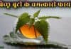 बिच्छू बूटी (Nettle Leaf) के ये चमत्कारी फायदे नहीं जानते होंगे आप nettle leaf in hindi