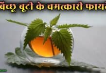 बिच्छू बूटी (Nettle Leaf) के ये चमत्कारी फायदे नहीं जानते होंगे आप nettle leaf in hindi