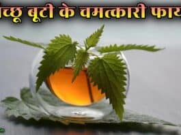 nettle leaf in hindi