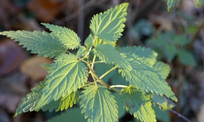 nettle leaf plant in hindi
