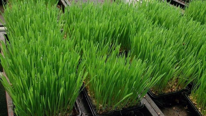 wheatgrass benefits in hindi