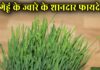 Wheatgrass क्या है? जानिए इसे खाने के फायदे wheatgrass in hindi