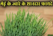 Wheatgrass क्या है? जानिए इसे खाने के फायदे wheatgrass in hindi