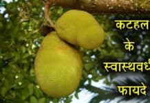 जानिए कटहल के चौकाने वाले फायदे | Benefits of Jackfruit in Hindi jackfruit in hindi