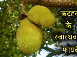 jackfruit in hindi