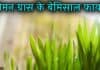 Lemon Grass क्या है? इसके फायदे जानकर दंग रह जाएंगे lemon grass in hindi