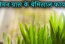Lemon Grass क्या है? इसके फायदे जानकर दंग रह जाएंगे lemon grass in hindi