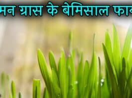 lemon grass in hindi