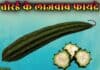 जानिए तोरई के अनोखे फायदे | Health Benefits of Ridge Gourd in Hindi ridge gourd in hindi