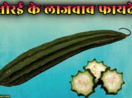 ridge gourd in hindi