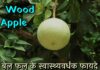 बेल क्या है? जानिये Bael Fruit के फायदे | Benefits of Wood Apple in Hindi wood apple in hindi