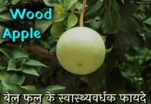 बेल क्या है? जानिये Bael Fruit के फायदे | Benefits of Wood Apple in Hindi wood apple in hindi